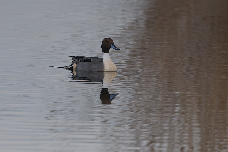 Canard pilet.jpg